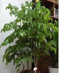 Happy Tree Care Guide (How to Easily Grow a Happy Tree at Home) 2