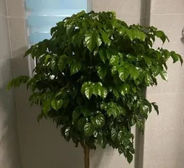 Happy Tree Care Guide (How to Easily Grow a Happy Tree at Home) 3