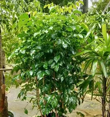 Planting and Care of Happy Tree (A Happy Companion, Easy to Grow) 2