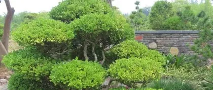 Watering method of Buxus microphylla (Understand the watering frequency of Buxus microphylla, easily maintain healthy potted plants)