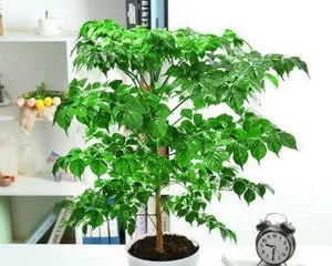 Planting and Care of Happy Tree (A Happy Companion, Easy to Grow) 3