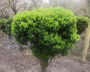 Watering Method for Buxus microphylla (Understand the Watering Frequency of Buxus microphylla to Easily Care for a Healthy Potted Plant) 2