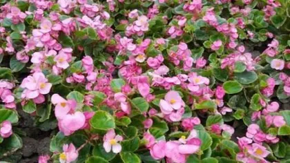 Four Seasons Begonia (Exploring the ecological characteristics and cultivation techniques of Four Seasons Begonia)