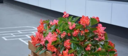 Begonias (Exploring the Ecological Characteristics and Care Techniques of Begonias) 2