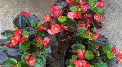 Begonias (Exploring the Ecological Characteristics and Care Techniques of Begonias) 3