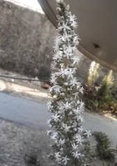 Care Guide for After Sedum Blooming (Nurturing Care for More Beautiful Sedums)