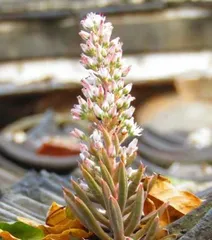 Care Guide for Sedum After Blooming (Meticulous Care to Make Sedum More Beautiful) 2