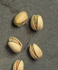 Growing and caring for pistachio trees (deciduous fruit trees that are perennial, bloom and bear fruit in two seasons, and have edible fruits)