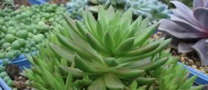 Care Guide for Sedum After Blooming (Meticulous Care to Make Sedum More Beautiful) 3