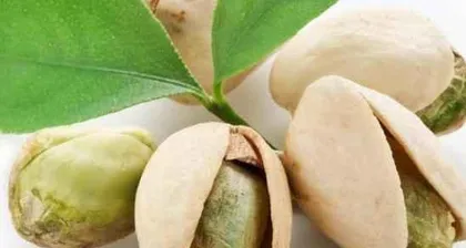 Planting and Maintenance of Pistachio Trees (a perennial deciduous fruit tree, flowering and fruiting in two seasons, the fruit is edible) 2