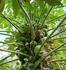 Planting and Maintenance of Pistachio Trees (a perennial deciduous fruit tree, flowering and fruiting in two seasons, the fruit is edible) 3