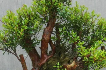 The cultivation and care of small leaf Azalea (loves light, easy to maintain, suitable for home cultivation)