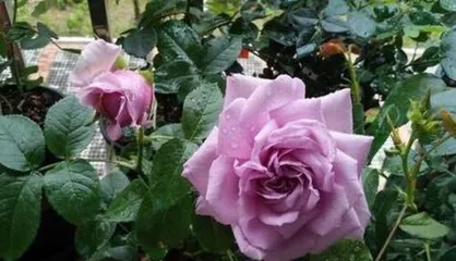 Great Landowner rose - an excellent variety worth cultivating