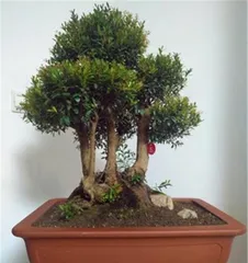 小叶赤楠的养殖与养护（喜欢光照，轻松养护，适合家庭养殖）2