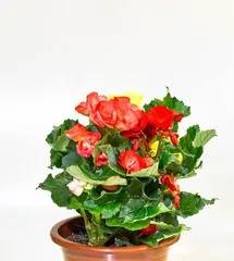How to care for ivy geraniums at home? (A detailed care guide for ivy geraniums)