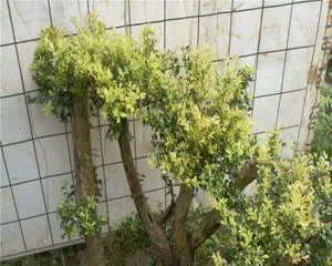 小叶赤楠的养殖与养护（喜欢光照，轻松养护，适合家庭养殖）3