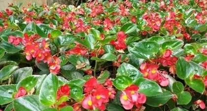 如何家庭养护四季海棠花？（一份详细的四季海棠花养护指南）2