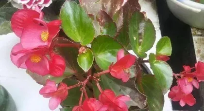 如何家庭养护四季海棠花？（一份详细的四季海棠花养护指南）3