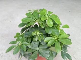 Explore the神奇 of Schefflera (Learn about the origin, characteristics, and uses of Schefflera)