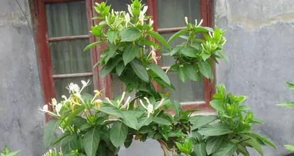 Complete Guide to Caring for Silver Jasmine Old Stems (Creating Healthy and Beautiful Silver Jasmine Old Stems)