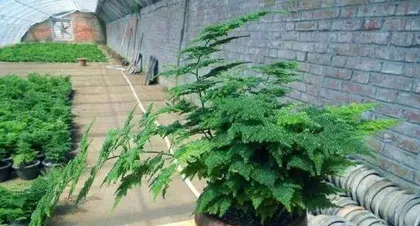 Must-know precautions for raising dwarf trees (Tips for caring for cute and tiny trees)