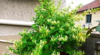 A Complete Guide to Caring for Old-Stem Honeysuckle (Creating Healthy and Beautiful Old-Stem Honeysuckle)2