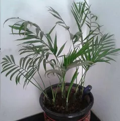 Essential Precautions for Cultivating Miniature Trees (Care Tips for Small and Cute Miniature Trees) 2