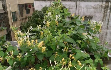 A Complete Guide to Caring for Old-Stem Honeysuckle (Creating Healthy and Beautiful Old-Stem Honeysuckle)3