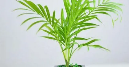 Essential Precautions for Cultivating Miniature Trees (Care Tips for Small and Cute Miniature Trees) 3