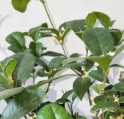 The four-season osmanthus loves water, and hydroponic cultivation saves time and effort (master the care techniques for water-loving plants to create a green ecological home)