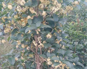 Four Seasons Osmanthus Loves Water, Hydroponic Cultivation is Time-Saving and Labor-Saving (Master the Care Skills of Water-Loving Plants, Create a Green Ecological Home) 2