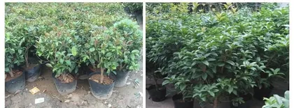 Four Seasons Osmanthus Loves Water, Hydroponic Cultivation is Time-Saving and Labor-Saving (Master the Care Skills of Water-Loving Plants, Create a Green Ecological Home) 3