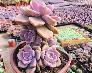 How to Care for Hoya Kerrii (Creating a Fat and Plump Hoya Kerrii Succulent Garden)