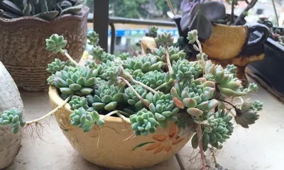 心之月多肉如何养护(打造又肥又胖的心之月多肉花园)2