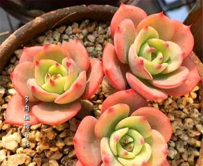 心之月多肉如何养护(打造又肥又胖的心之月多肉花园)3