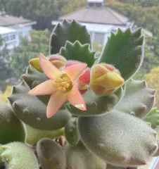 The Mystery of the Sun Child's Bloom (Care Techniques and Detailed Flowering Time Explanation)