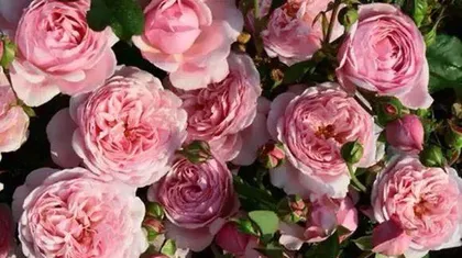 The Heart's Dew Rose: Is it a Shrub or a Vine? (Exploring the Botanical Nature and Characteristics of the Heart's Dew Rose)