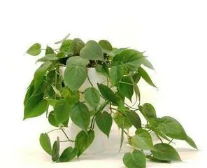 Cultivation and Care Methods for Syngonium Podophyllum (Easily Master the Cultivation Techniques of Syngonium Podophyllum to Bring More Greenery to Your Home)