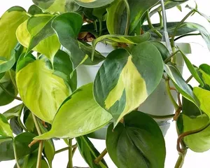 Breeding and Maintenance Methods of Heartleaf Philodendron (Easily master the breeding skills of heartleaf philodendron to add more green to your home)2