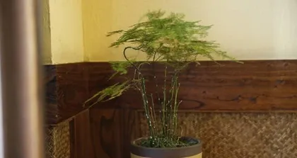 Small Asparagus Fern Care Ultimate Guide (Step-by-Step Guide to Creating Beautiful Small Asparagus Ferns)