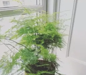 Xiao Wen Zhu Care Guide (Step by Step to Create a Beautiful Xiao Wen Zhu) 2