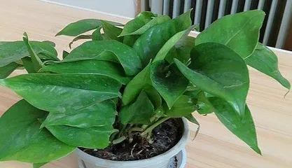 Yogurt diluted with water – a new choice for caring for pothos (Exploring the scientific basis of using diluted yogurt to care for pothos)