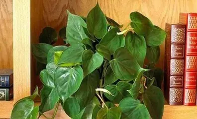 Breeding and Maintenance Methods of Heartleaf Philodendron (Easily master the breeding skills of heartleaf philodendron to add more green to your home)3