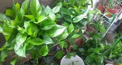 Water mixed with yogurt - a new choice for pothos care (Exploring the scientific basis of using yogurt water to care for pothos) 2
