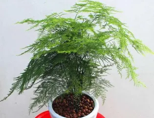 Xiao Wen Zhu Care Guide (Step by Step to Create a Beautiful Xiao Wen Zhu) 3