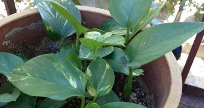 Water mixed with yogurt - a new choice for pothos care (Exploring the scientific basis of using yogurt water to care for pothos) 3