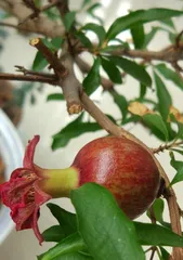 How many times does a white pomegranate tree bloom in a year (growth environment, cultivation methods, and variety selection all affect the number of blooms)?