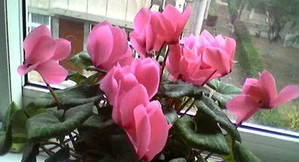 A Guide to Caring for Anthuriums (How to Easily Care for Anthuriums? - A Detailed Explanation of Anthurium Care)