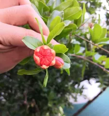 How many times does a white pomegranate tree flower in a year (Growth environment, care methods, and variety selection all affect flowering frequency) 2
