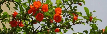 How many times does a white pomegranate tree flower in a year (Growth environment, care methods, and variety selection all affect flowering frequency) 3
